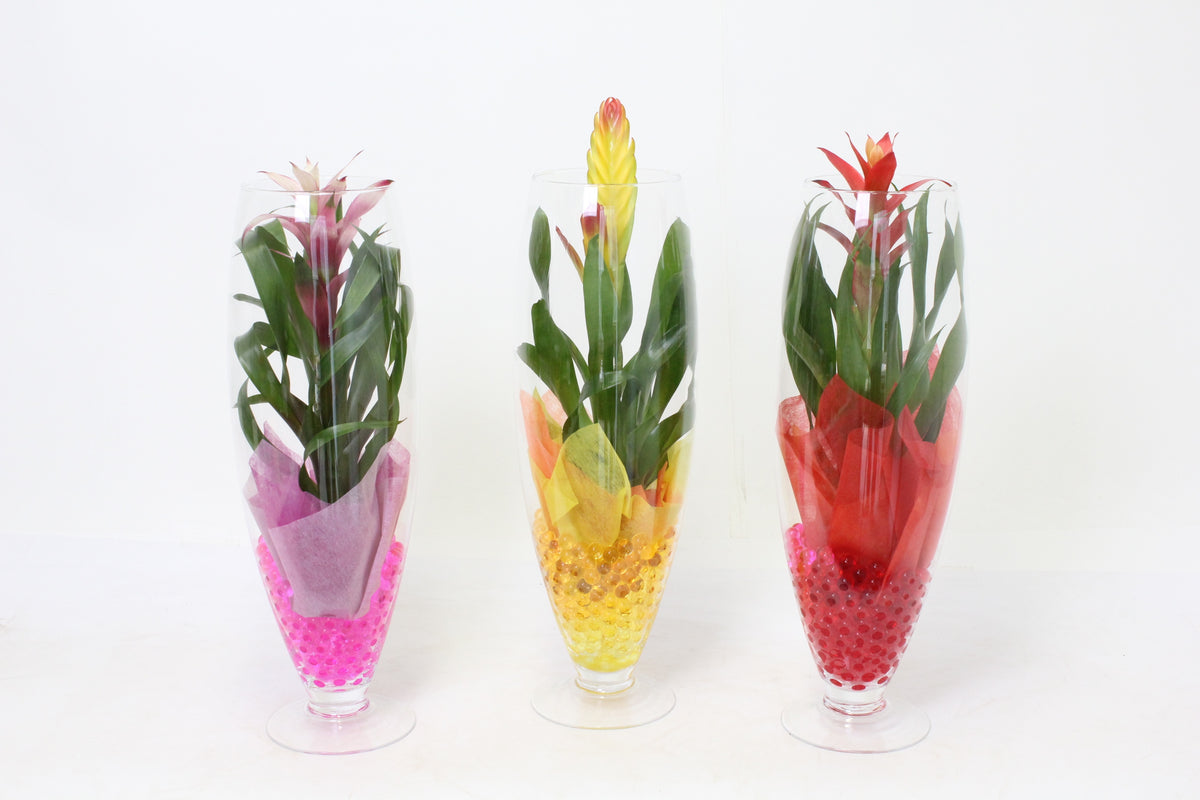Bromelia mix 50cm 15cm Pot