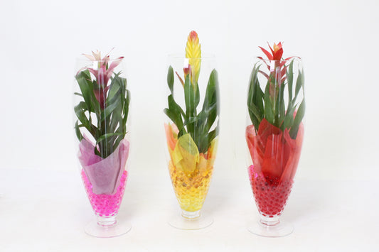 Bromelia mix 50cm 15cm Pot