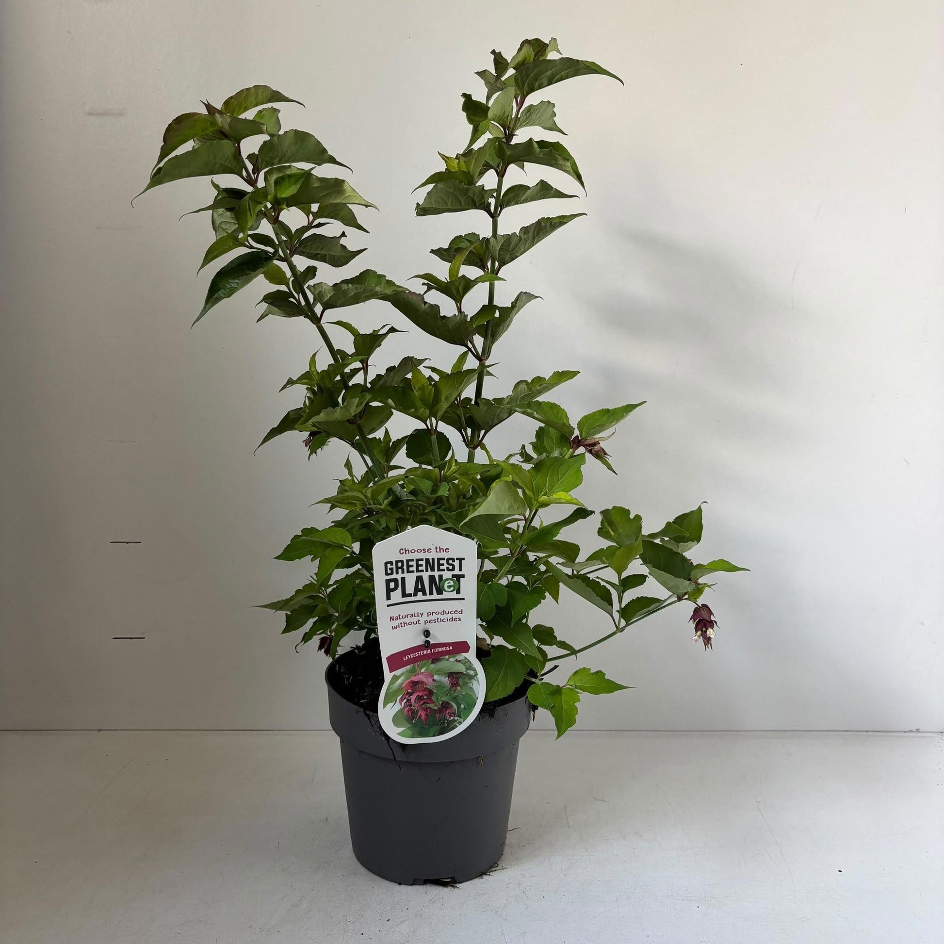 Leycesteria formosa 45cm 17cm Pot