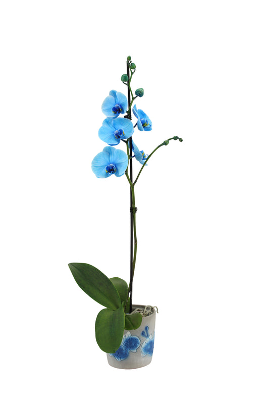Phalaenopsis I Am Blue 55cm 12cm Pot
