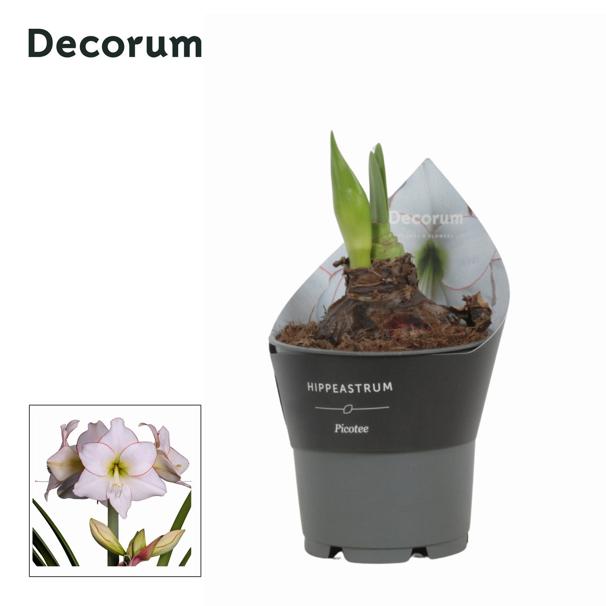 Hippeastrum 25cm 12cm Pot