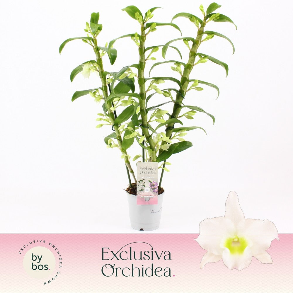 Dendrobium Apollon 50cm 12cm Pot