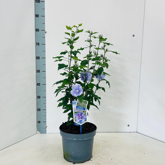 Hibiscus syriacus mix 80cm 23cm Pot