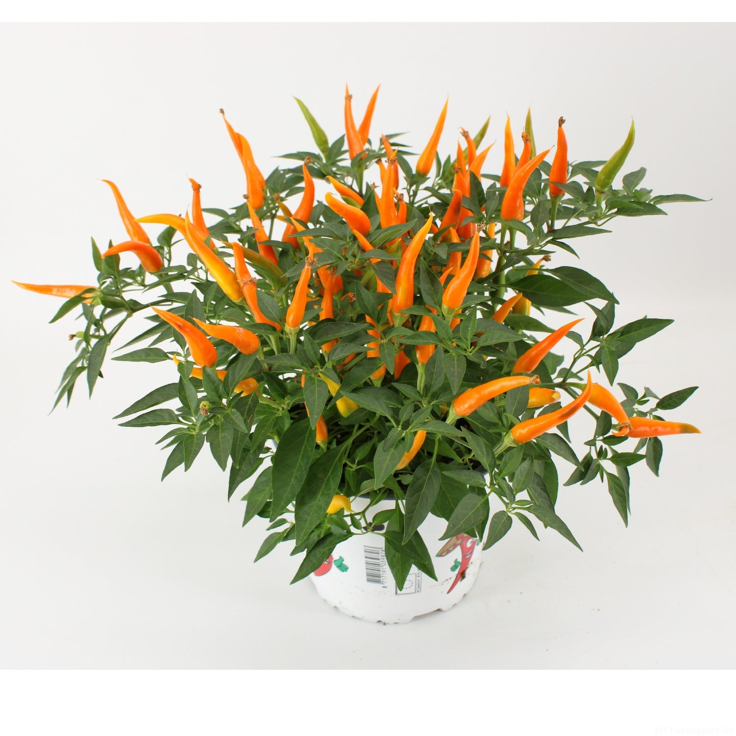 Capsicum ann. Santos Orange 30cm 15cm Pot