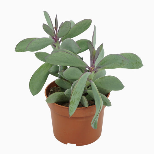 Senecio crassissimus 20cm 10.5cm Pot
