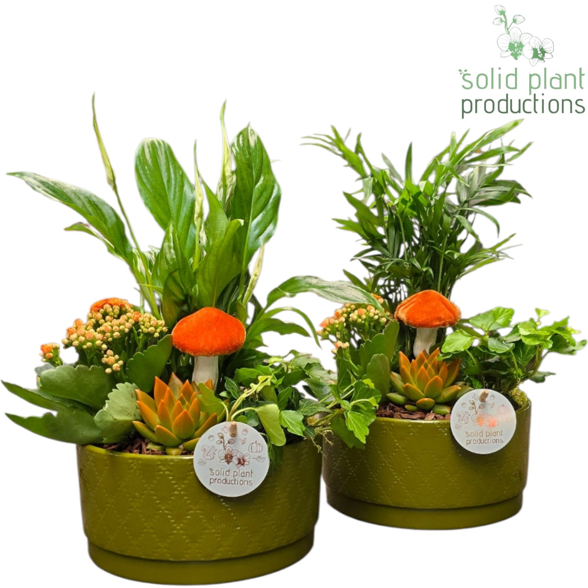 SCE003 Loes Green Orange Echeveria Mix 38cm 18cm Pot