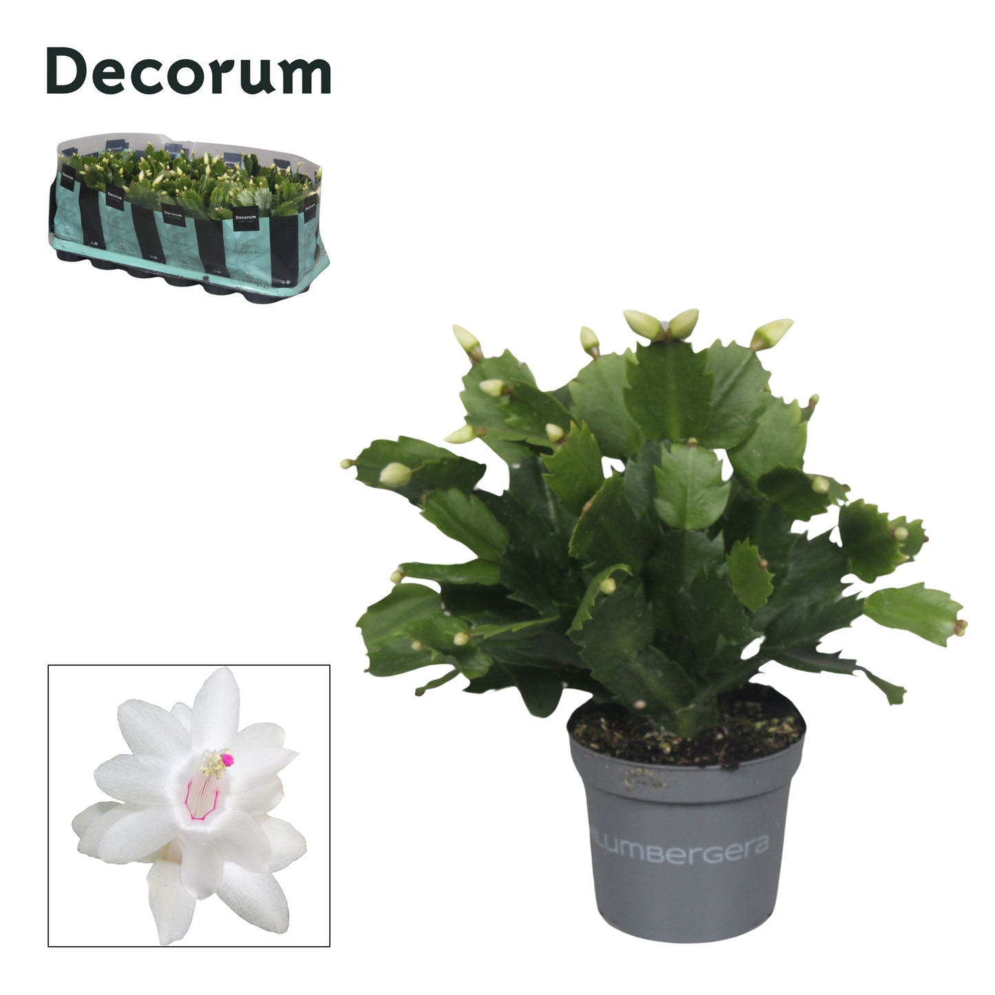 Hofland Flowering Plants Schlumbergera Witte Eva Pack of 18