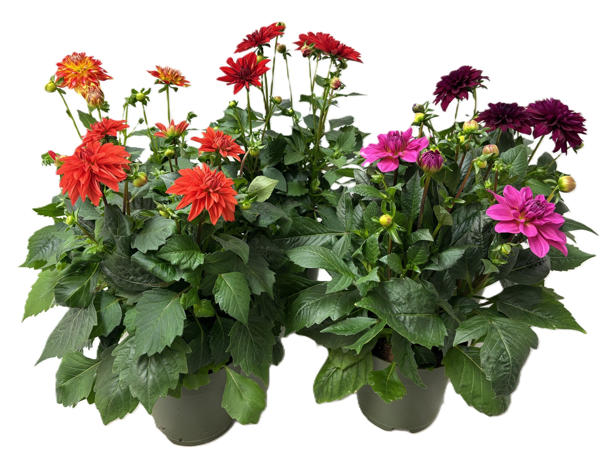 Dahlia Hypnotica mix CC 30cm 17cm Pot