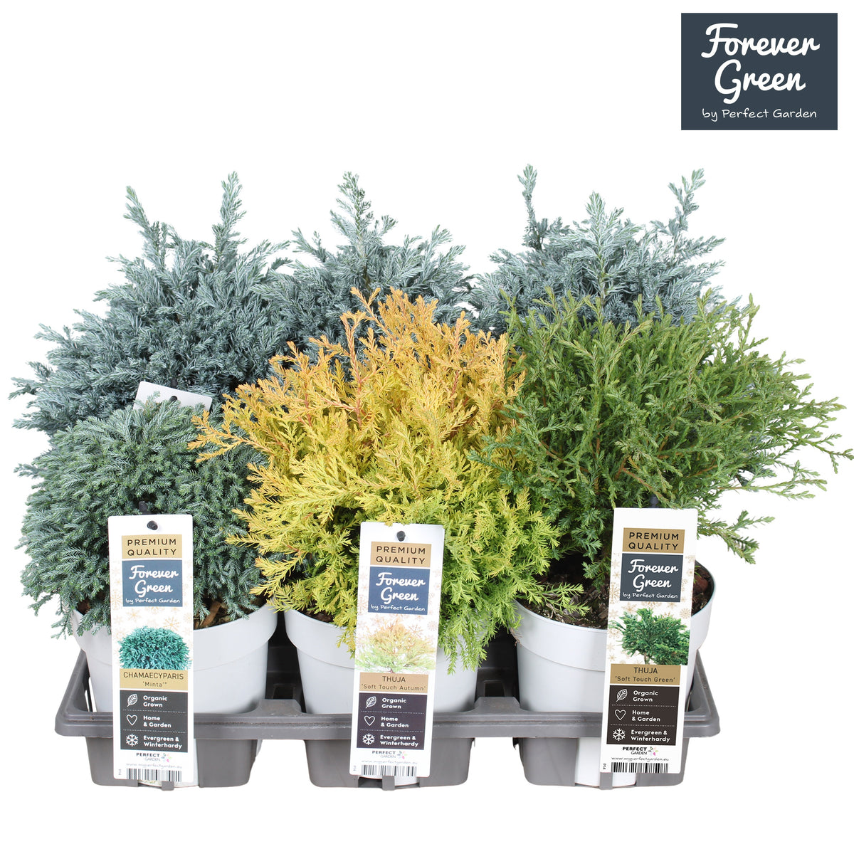 Conifer mix 30cm 14cm Pot