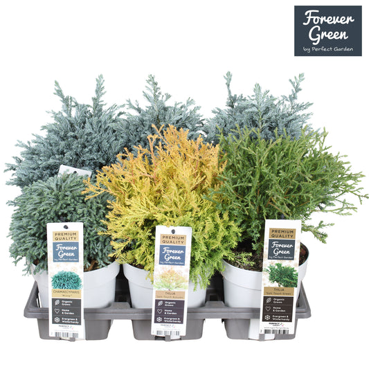 Conifer mix 30cm 14cm Pot