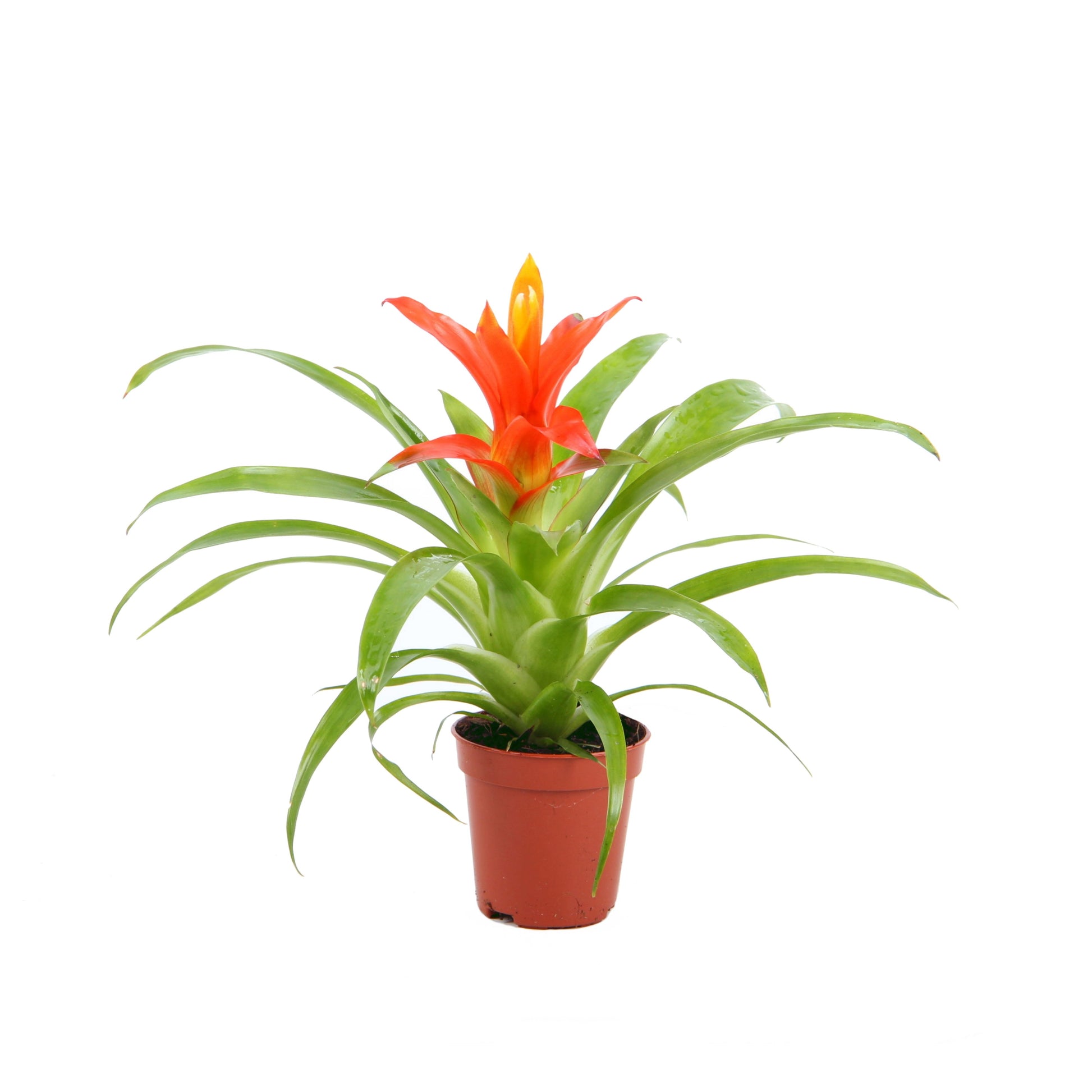 Guzmania Ritmo 15cm 505cm Pot