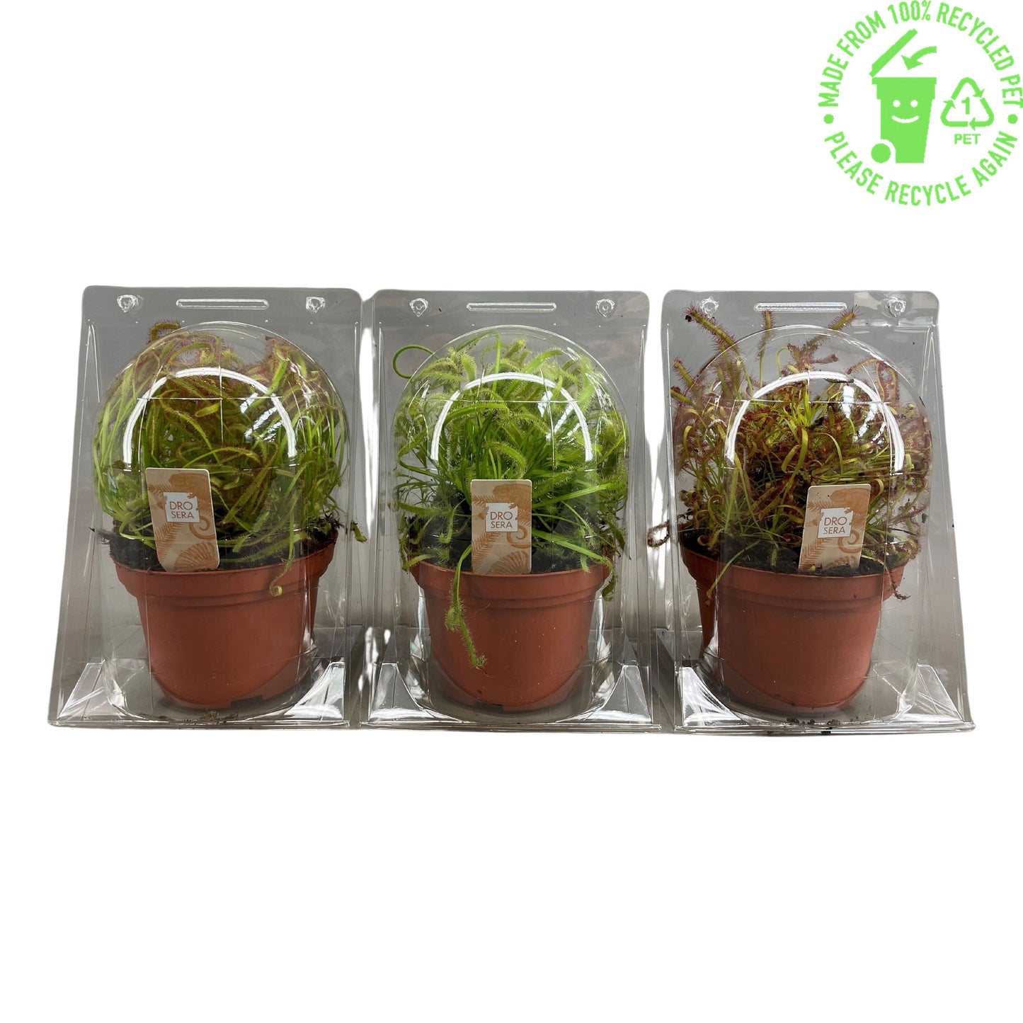Drosera mix 22cm 12cm Pot