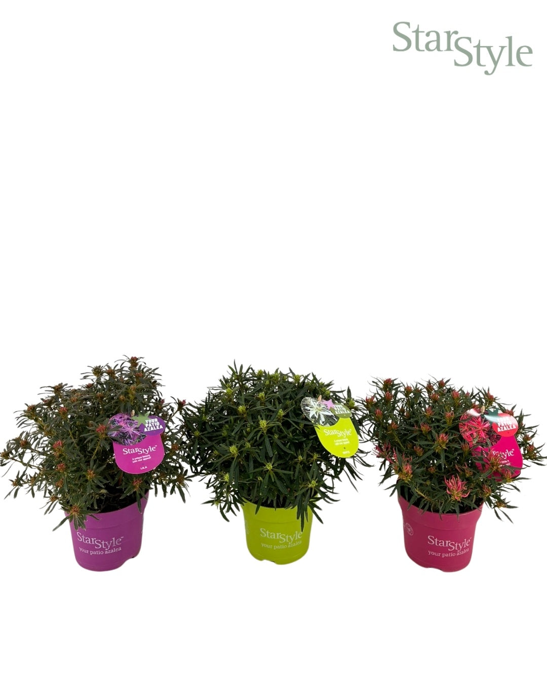 Rhododenron Star Style Pink 20cm 10.5cm Pot