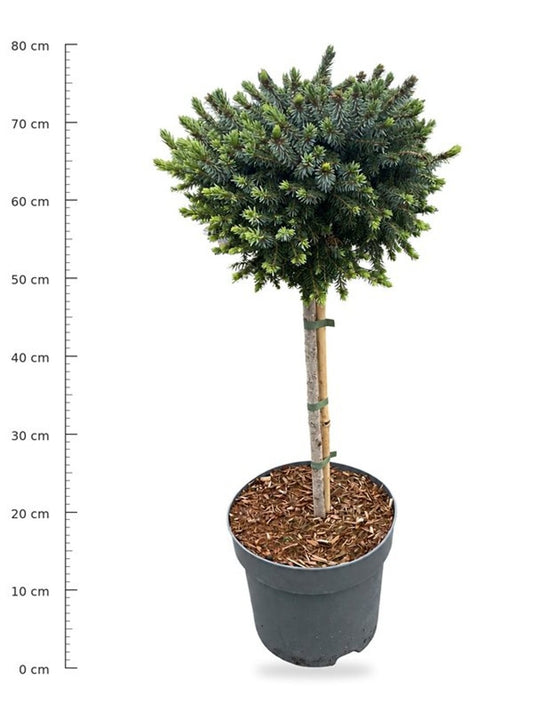 Picea omorika Nana 90cm 26cm Pot