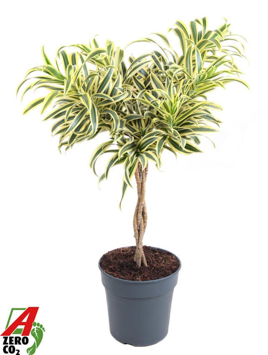 Dracaena ref Song of India 80cm 24cm Pot