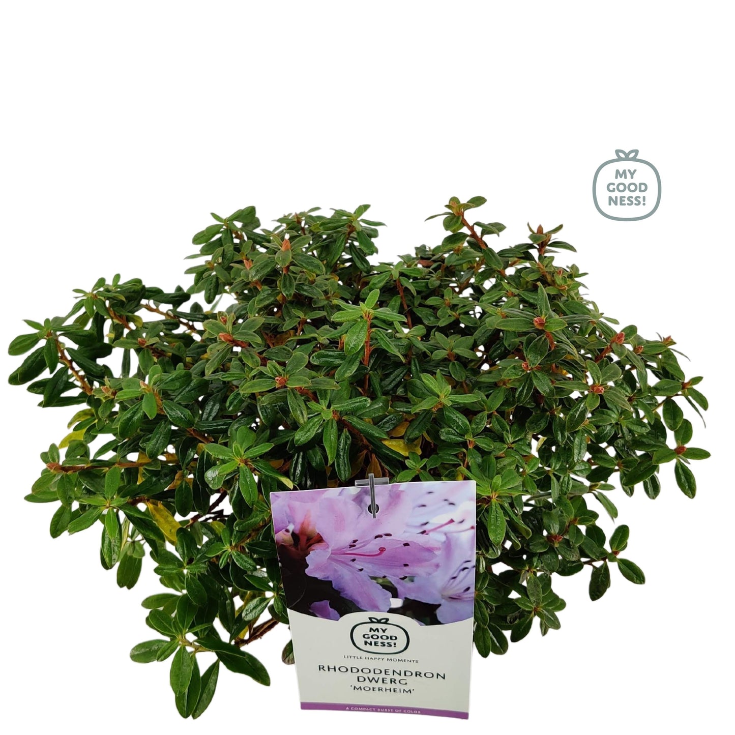 Leybaert BVBA Rhododendron imp. Moerheim Pack of 6