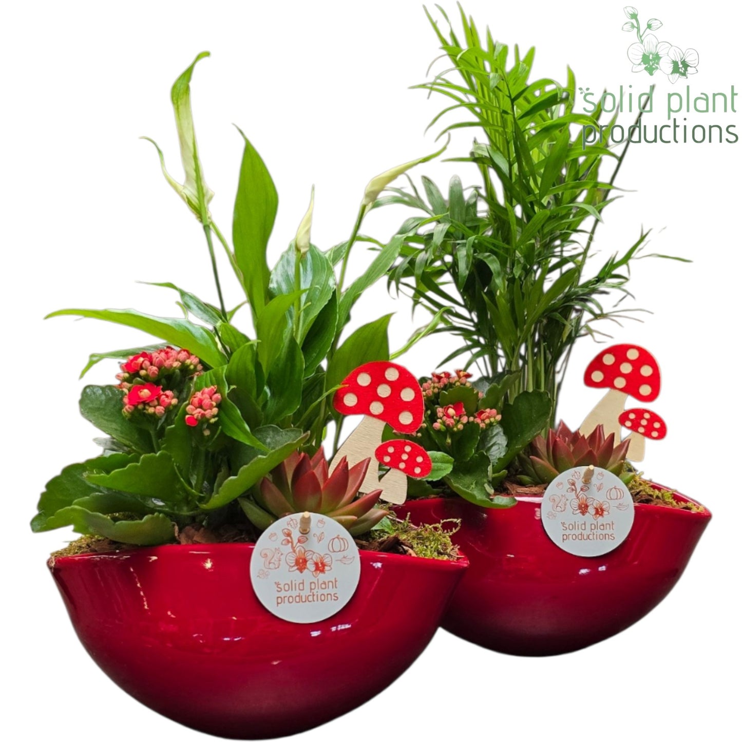 Solid Plant Productions SCE005 Evelyn Red Mix Echeveria Pack of 4