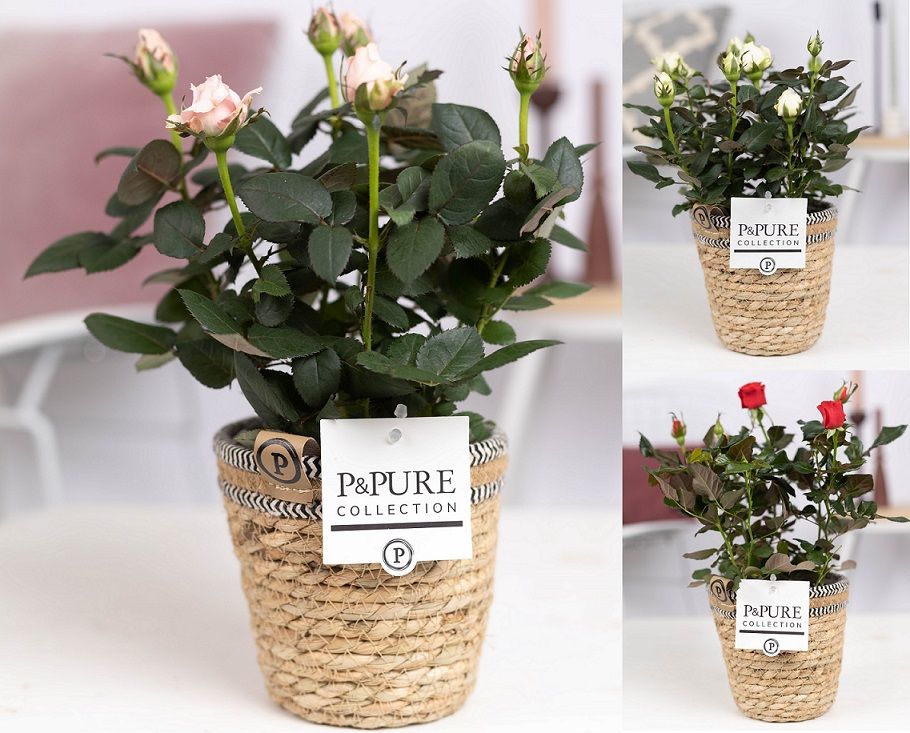 Rosa Beau Monde mix 28cm 12cm Pot