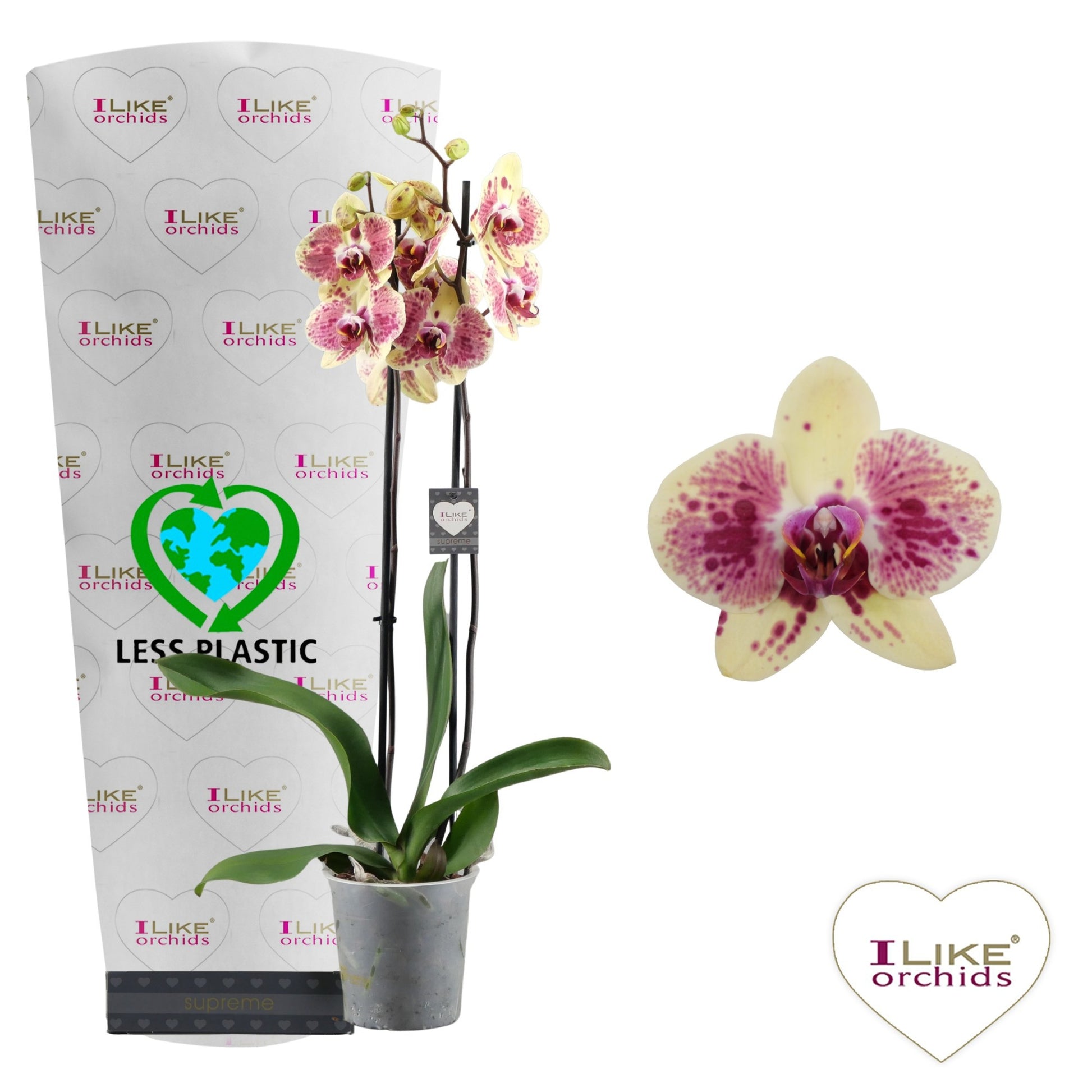 Phalaenopsis Exotic Punch 65cm 12cm Pot