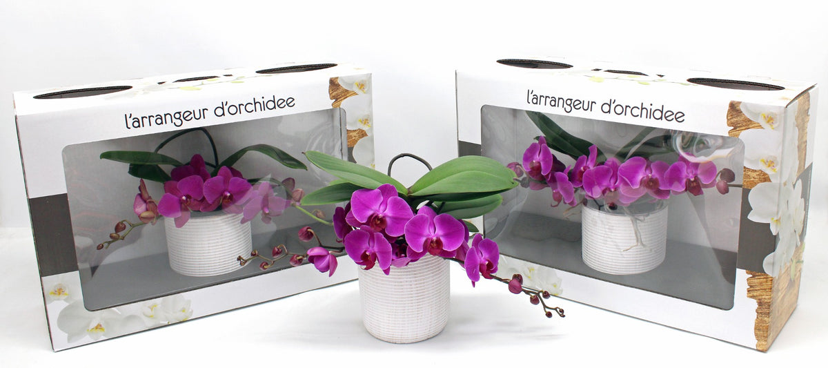 Phalaenopsis purple 35cm 12cm Pot