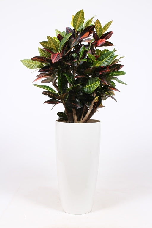 Codiaeum Petra 140cm 33cm Pot