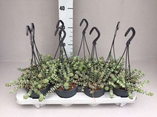 Crassula marnieriana 35cm 12cm Pot
