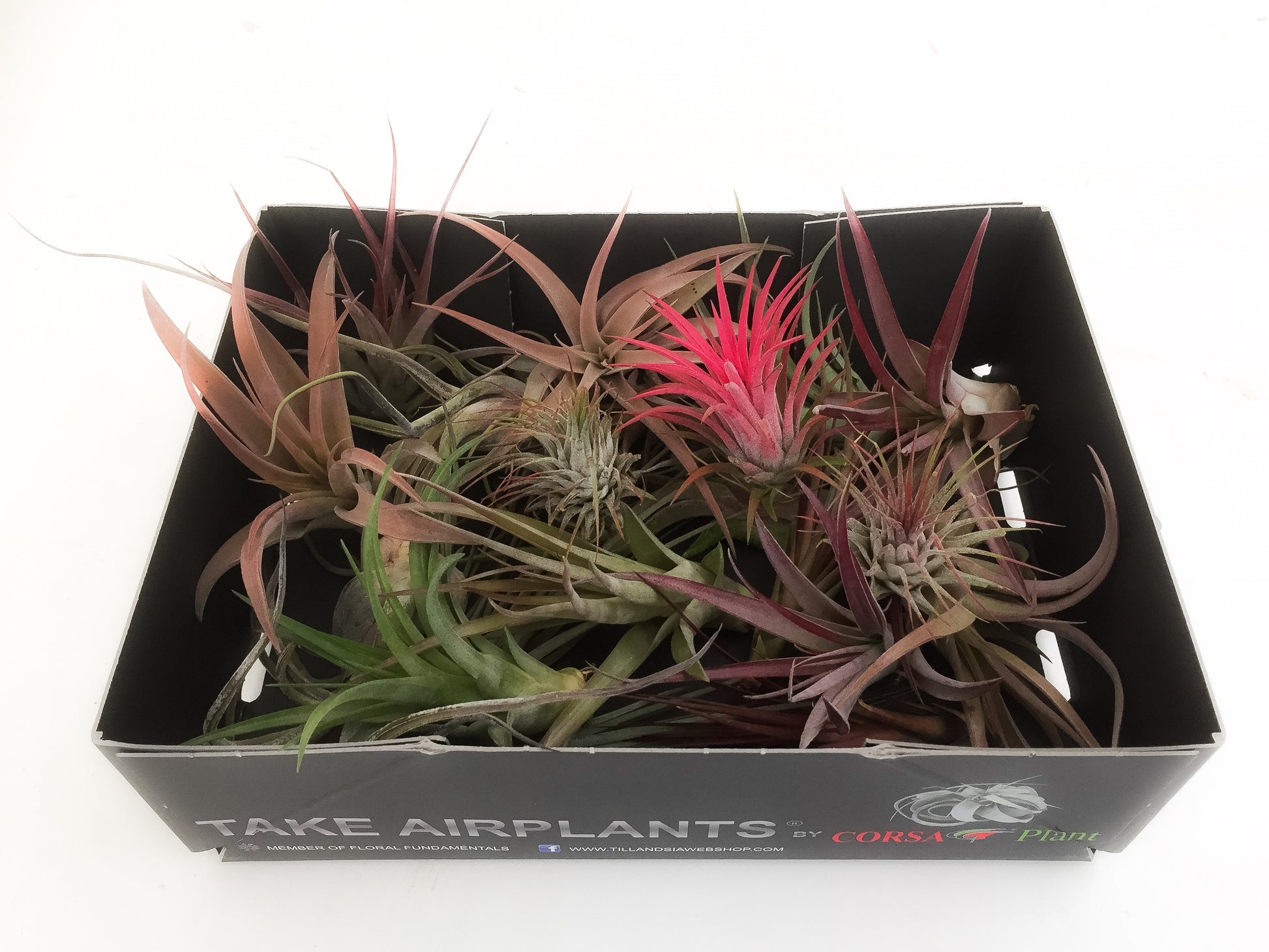 Tillandsia mix 6cm 6cm Pot