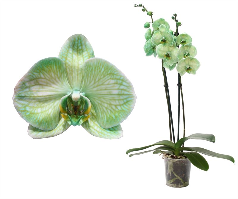 Phalaenopsis Hybrid 55cm 12cm Pot