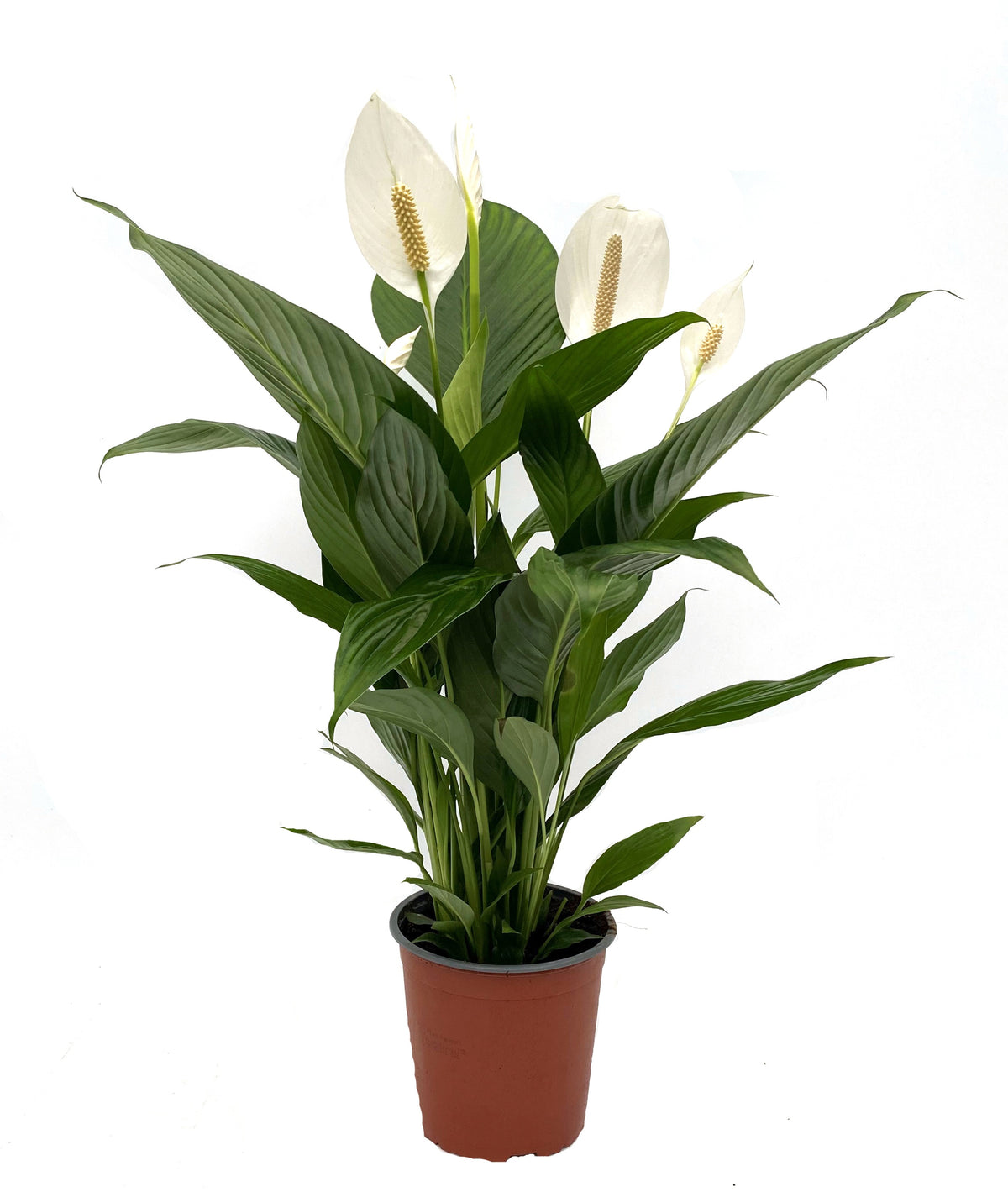 Spathiphyllum Bingo Cupido 70cm 17cm Pot