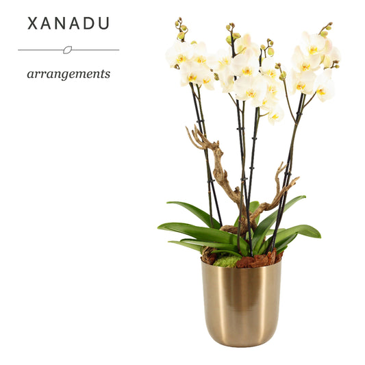 Xanadu Tokio 80cm 20cm Pot