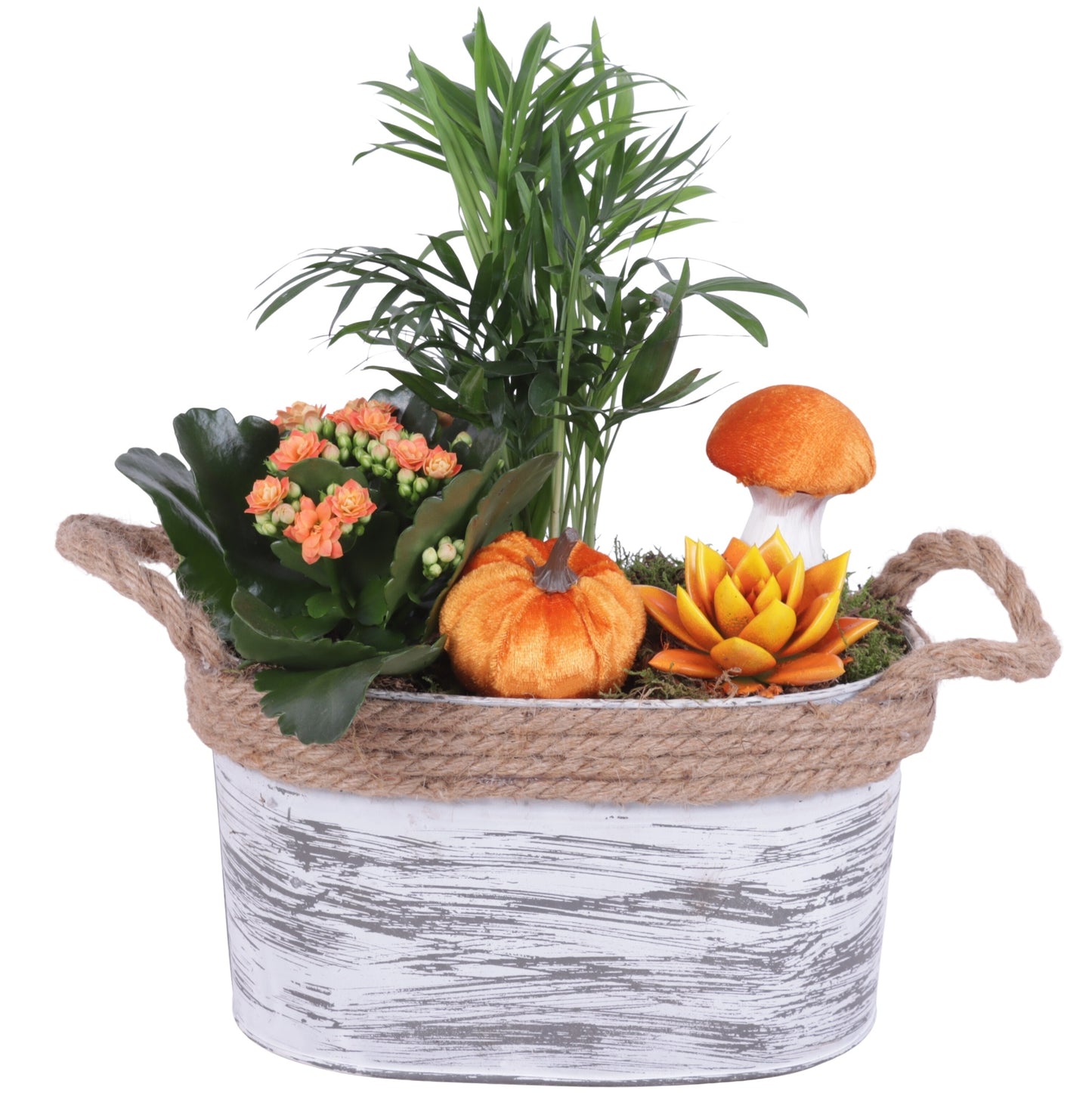 Indoor arrangement 35cm 29cm Pot