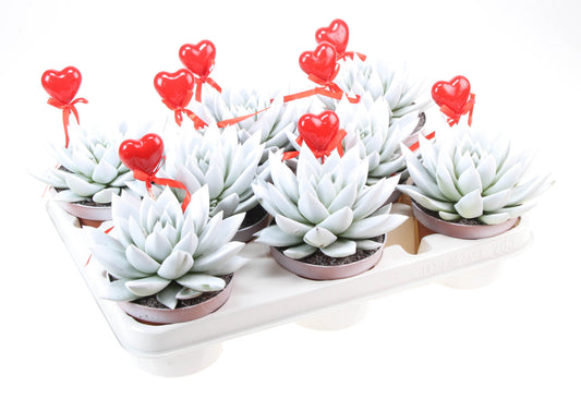 Miranda wit+hartje 12cm 510cm Pot