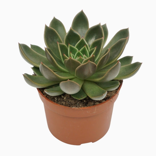 Echeveria setosa 14cm 10.5cm Pot