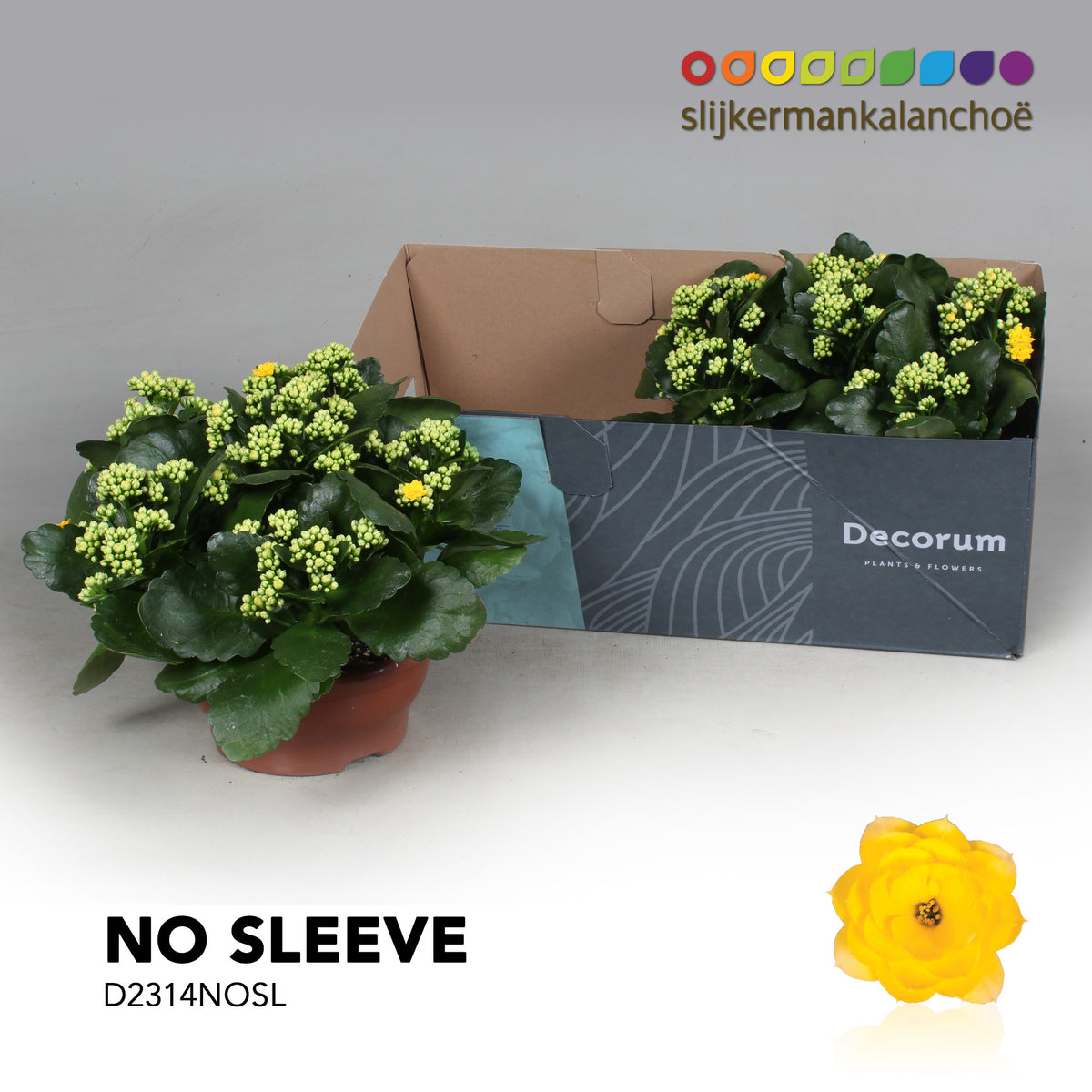 Kalanchoe Sfinx Yellow 28cm 23cm Pot