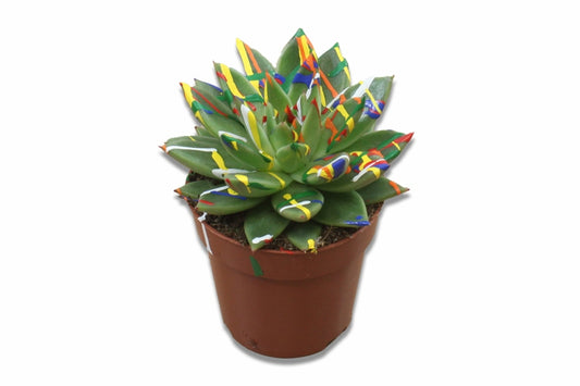 Echeveria colored Splash pastel green 11cm 8.5cm Pot