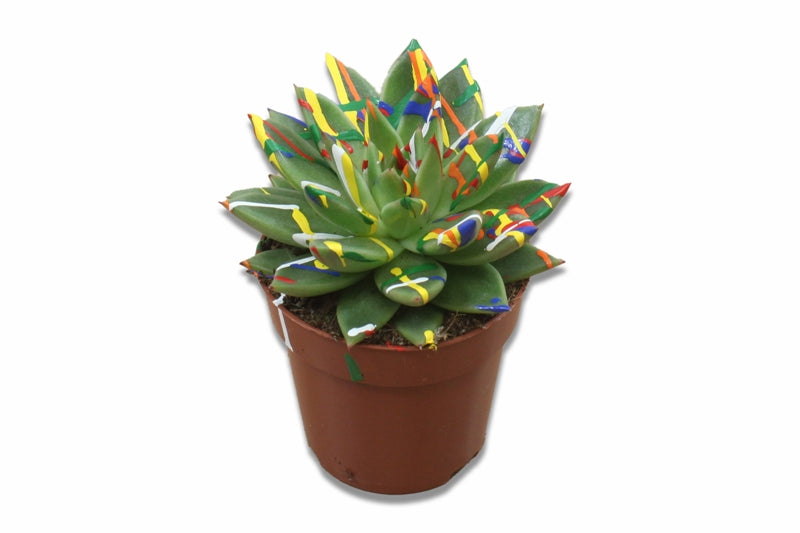 Echeveria colored Splash pastel green 11cm 8.5cm Pot