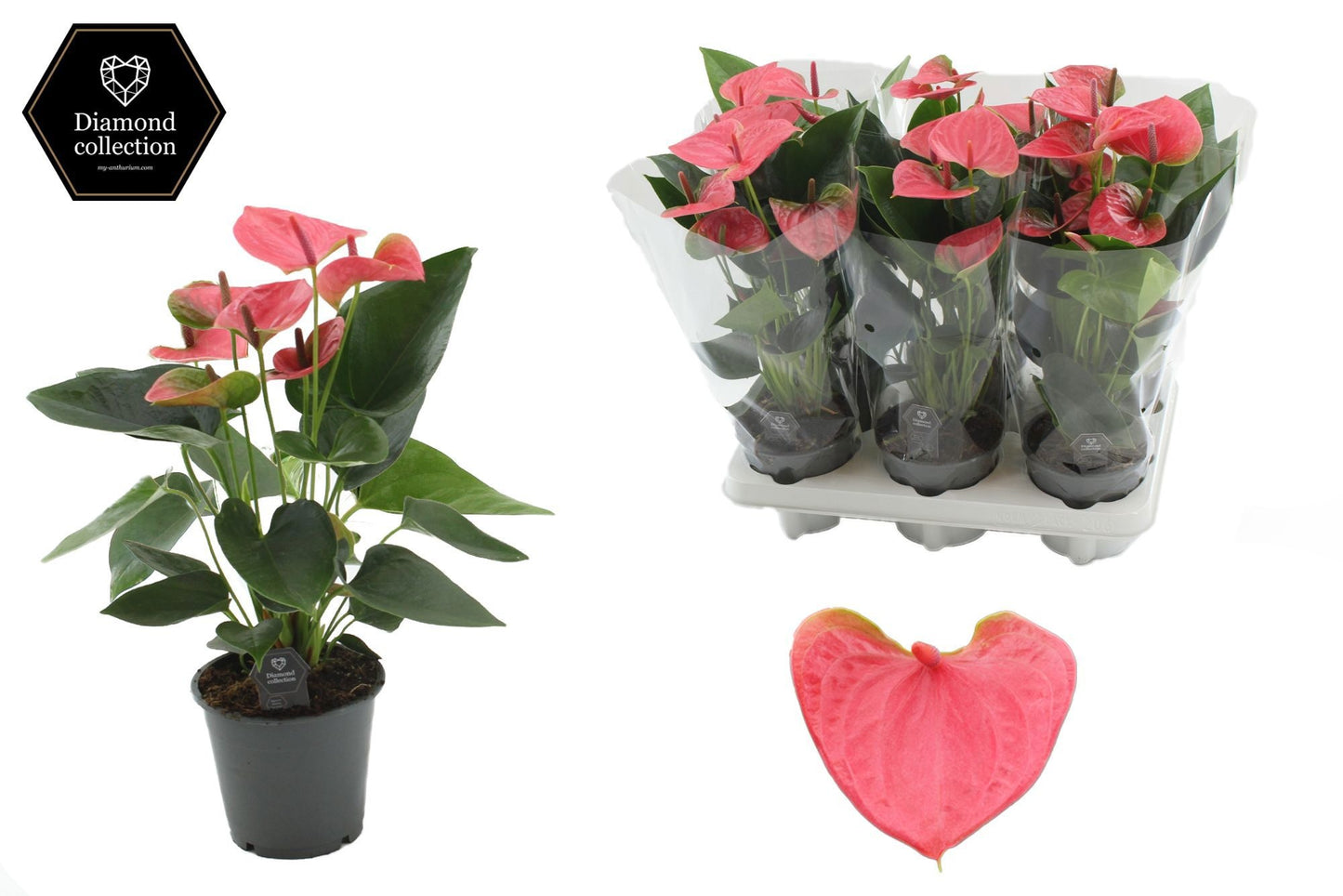Anthurium Sweet Dream 40cm 12cm Pot