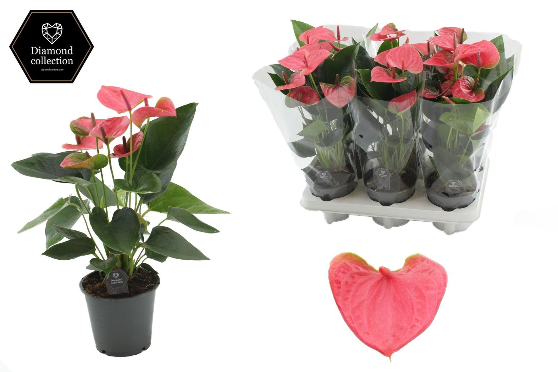 Anthurium Sweet Dream 40cm 12cm Pot