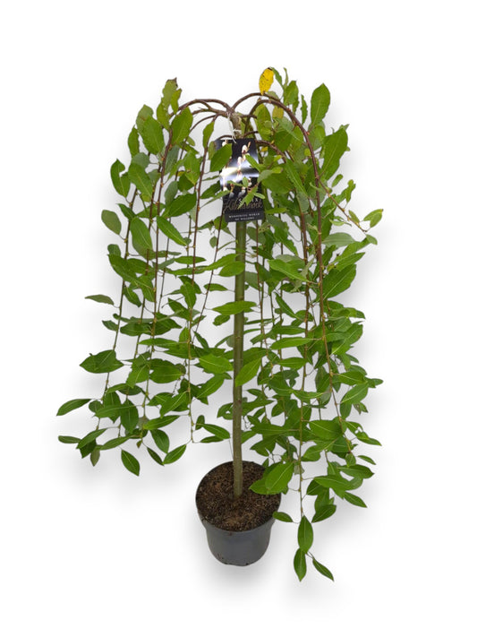 Salix caprea Kilmarnock 120cm 23cm Pot