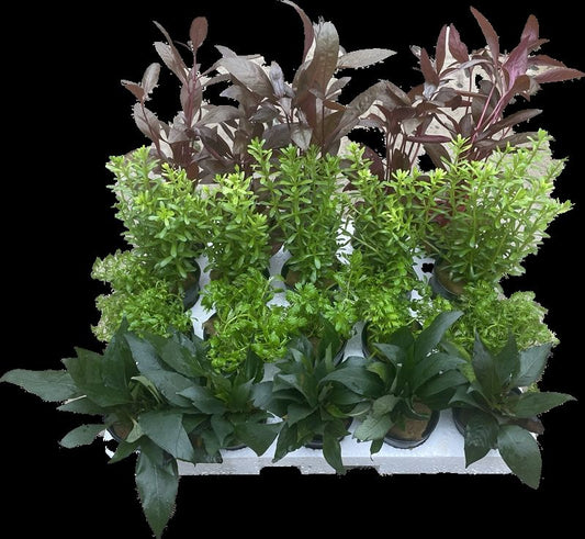 Aquarium plant mix 10cm 5cm Pot