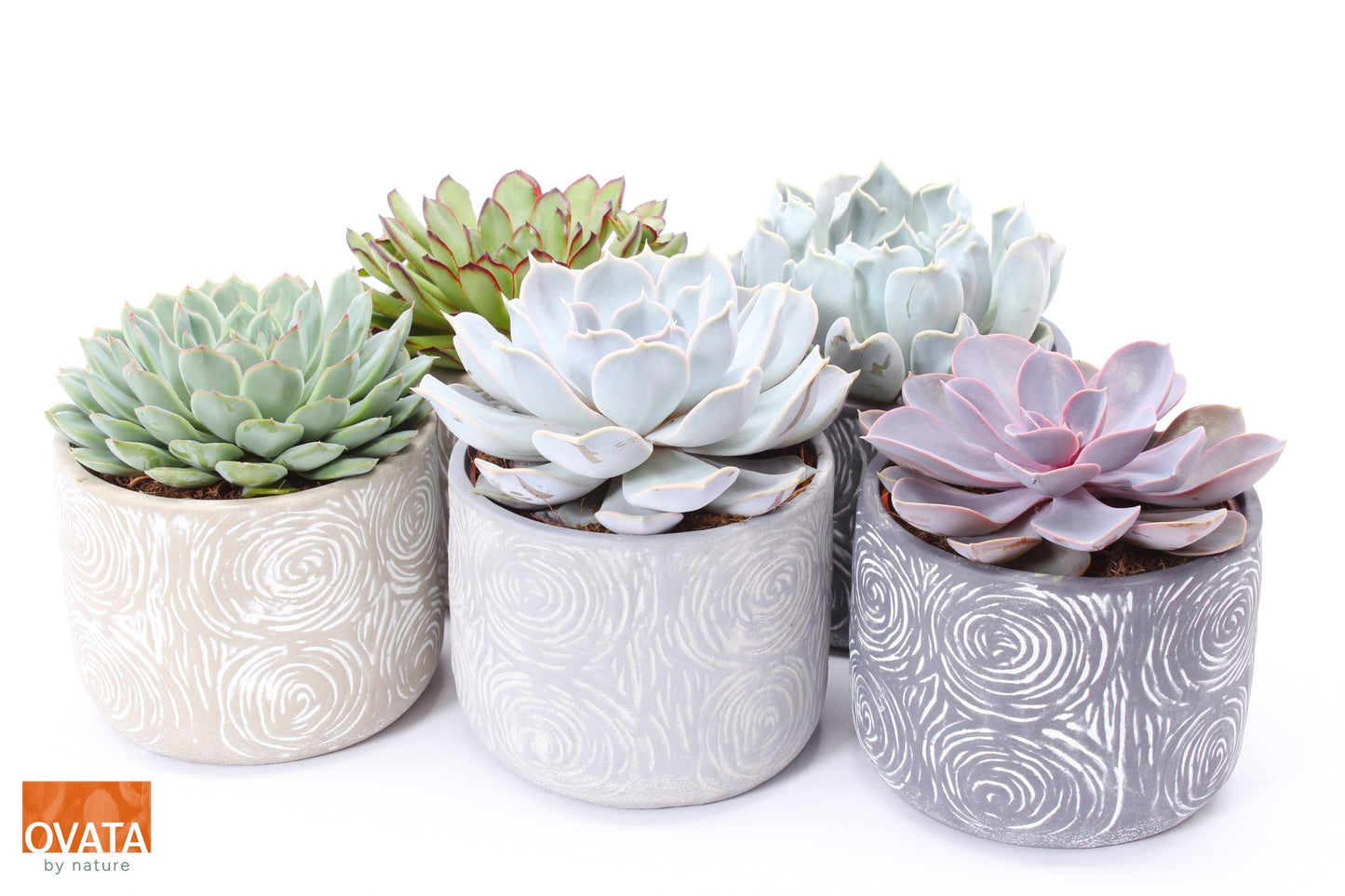 Echeveria mix 14cm 14cm Pot