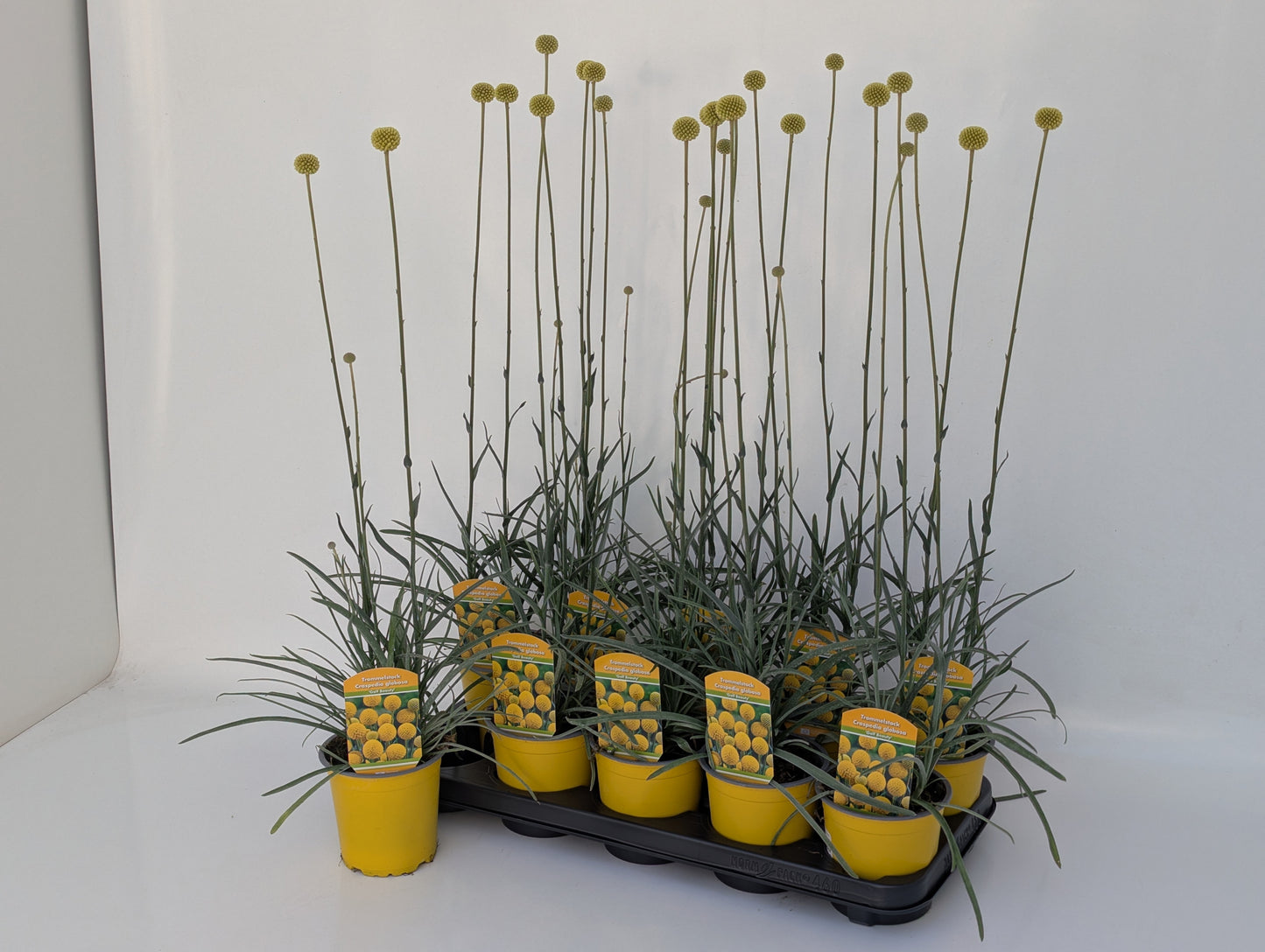 Craspedia globosa Golf Beauty 50cm 13cm Pot