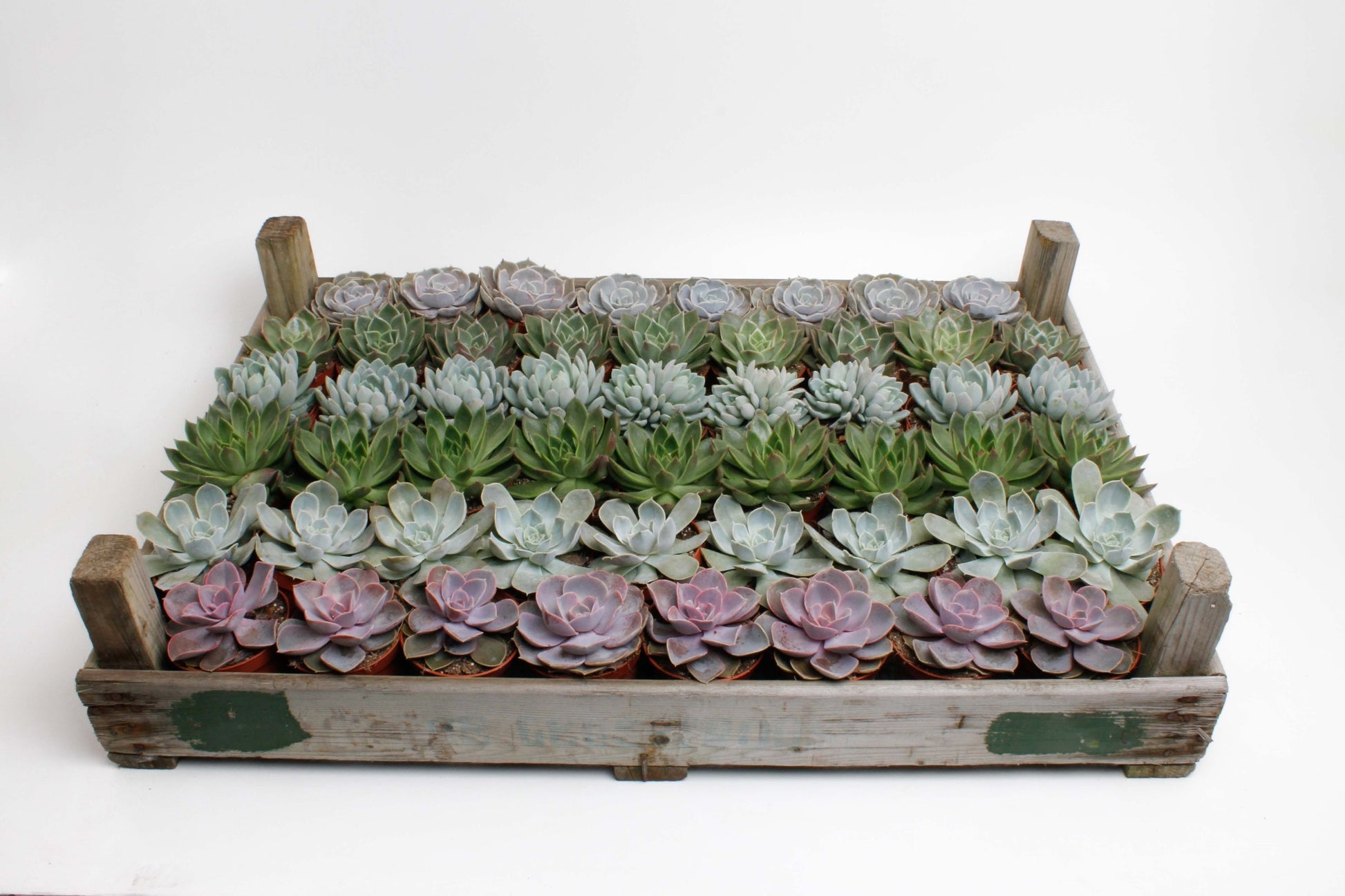 Echeveria mix in bulb crate 15cm 8.5cm Pot
