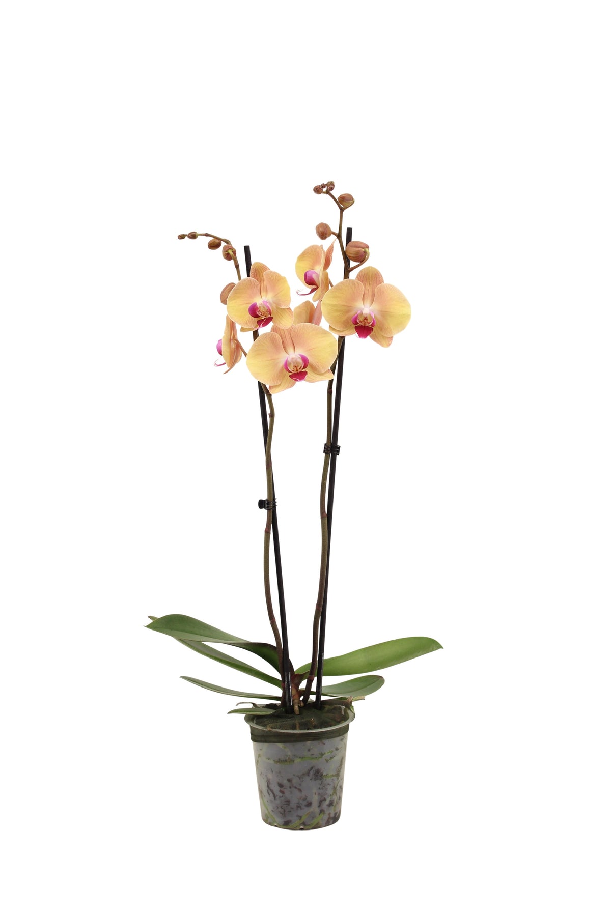 Phalaenopsis orange 60cm 12cm Pot