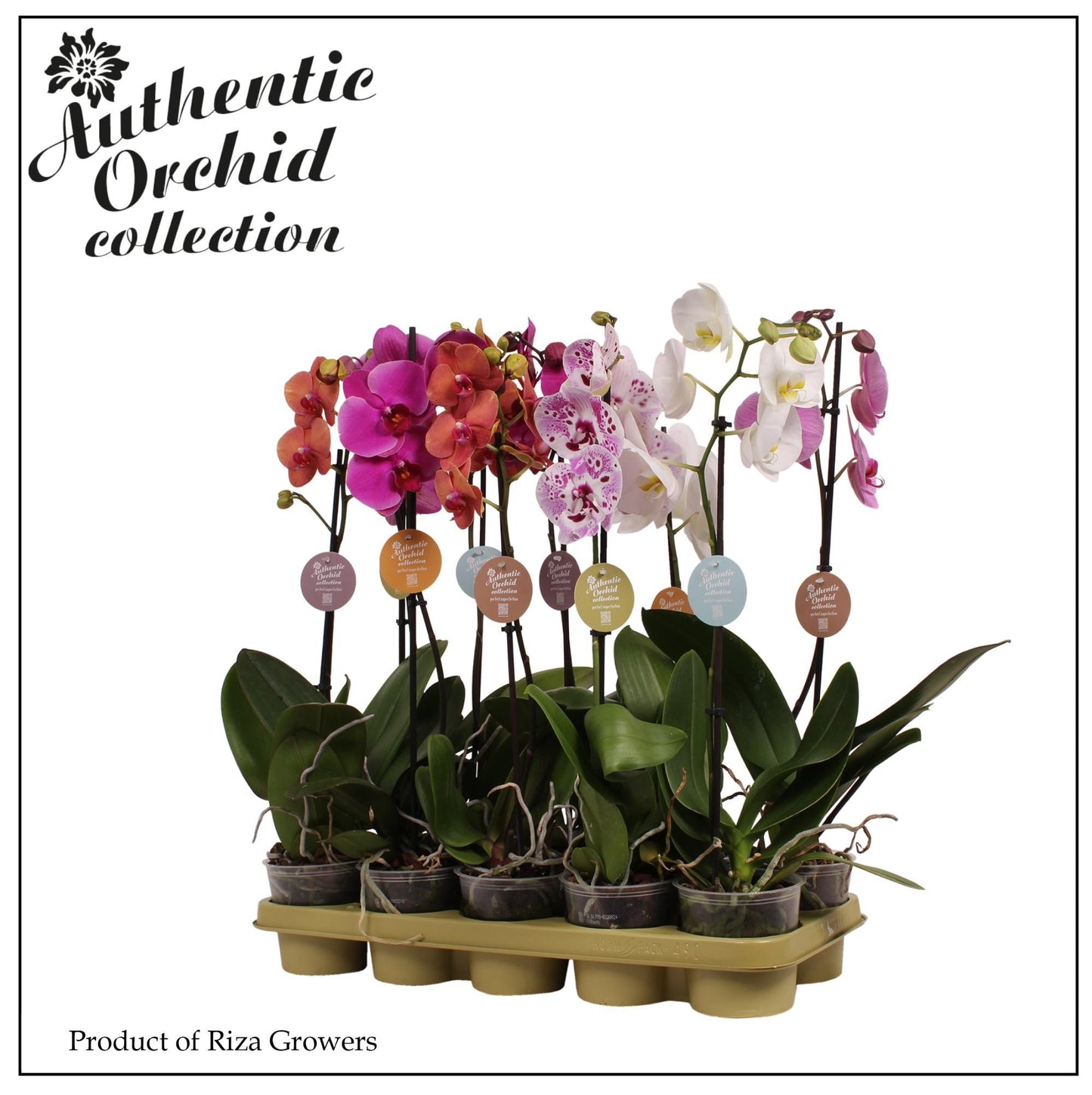 Phalaenopsis mf. mix Authentic 60cm 12cm Pot