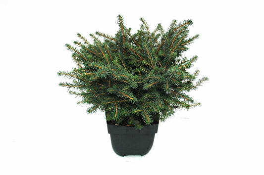 Picea omorika Karel 45cm 17cm Pot