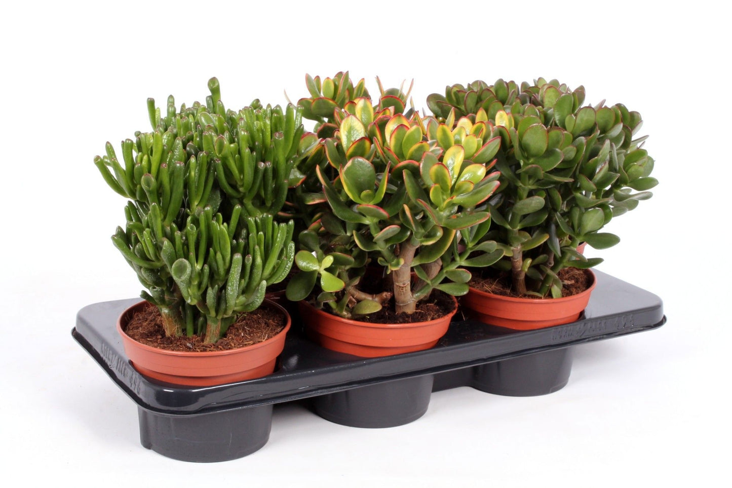 Crassula mix 30cm 15cm Pot