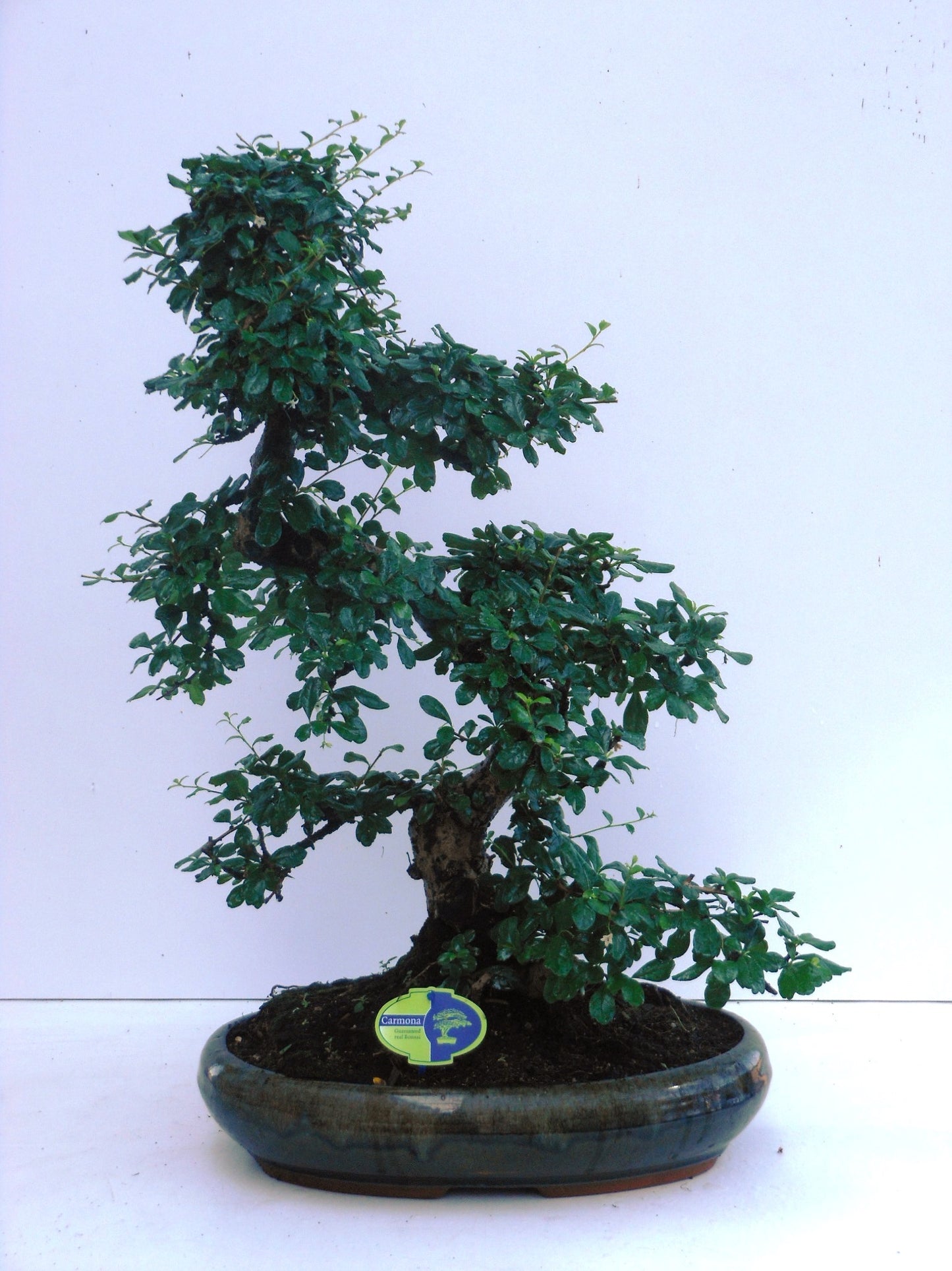 Bonsai Mix 65cm 43cm Pot