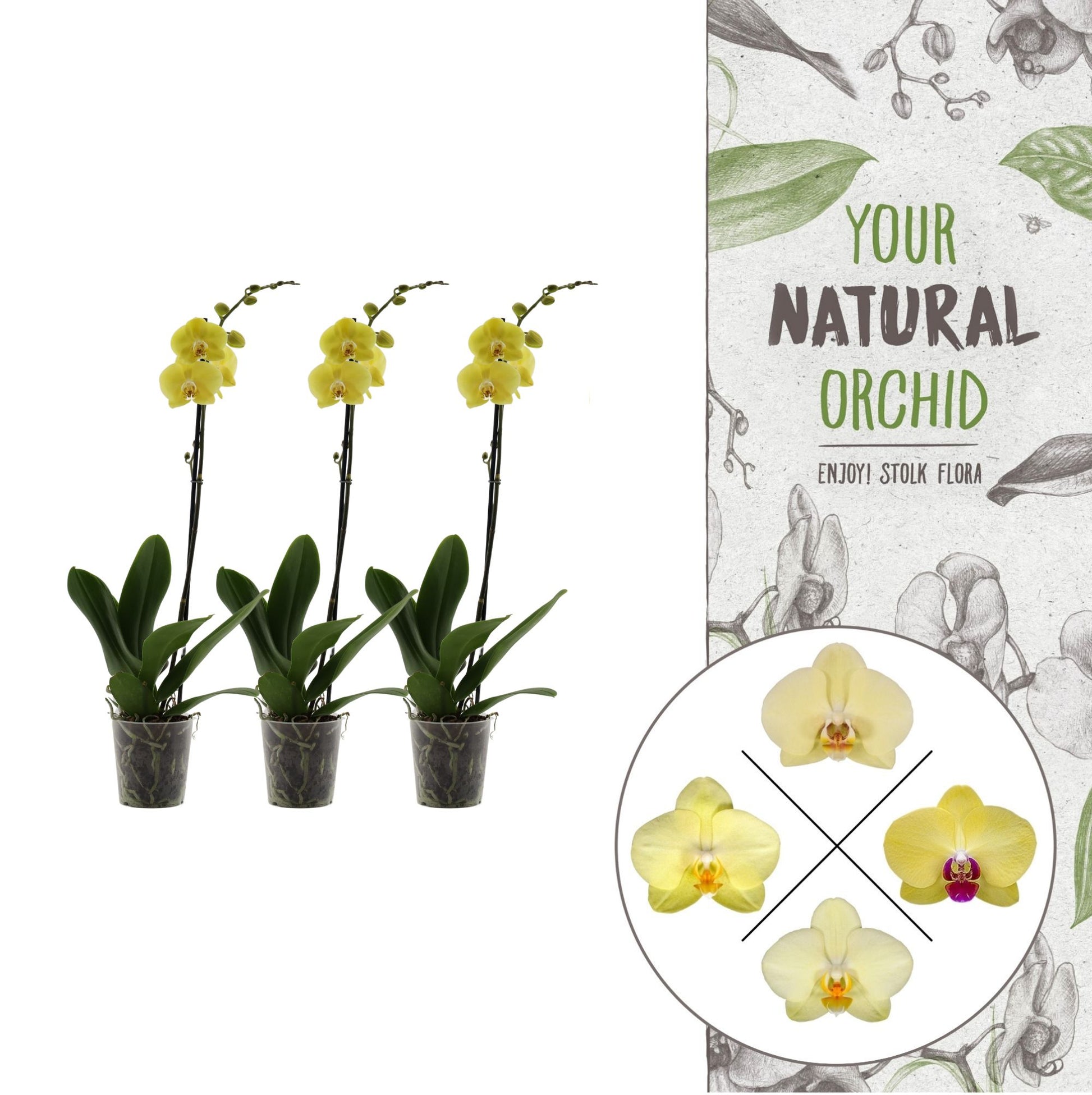 Phalaenopsis yellow 60cm 12cm Pot