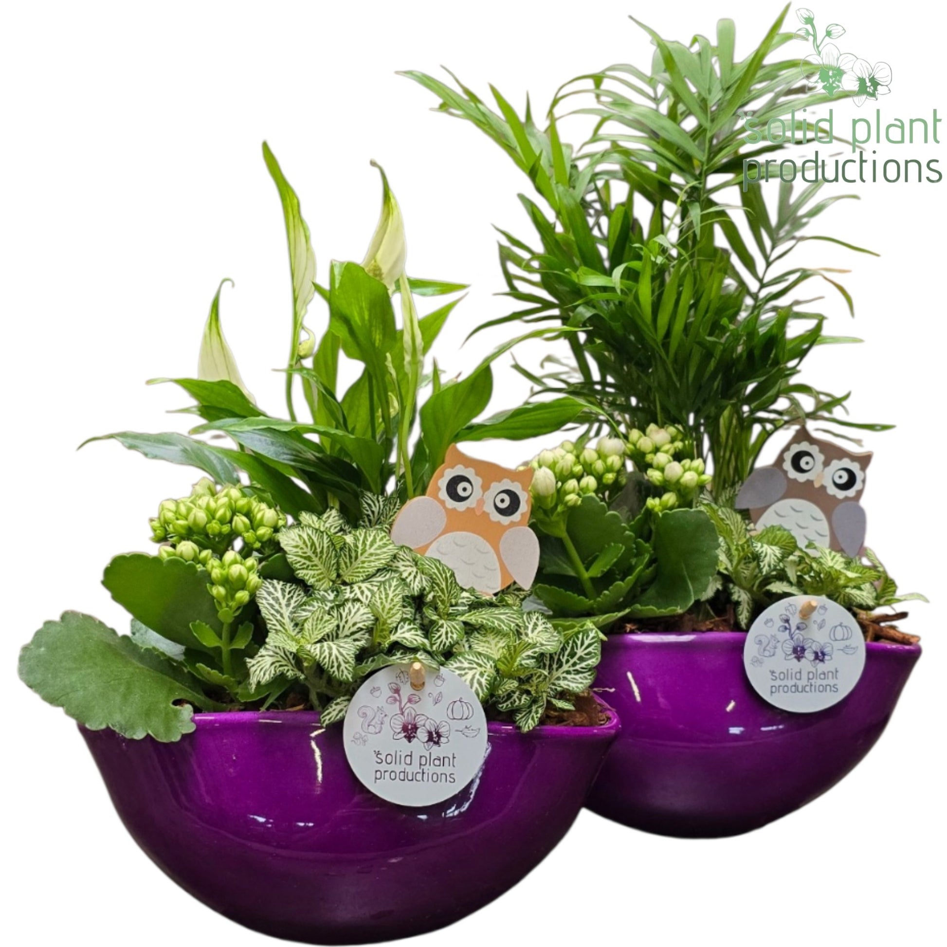 SC005 Evelyn Purple Mix 40cm 22cm Pot